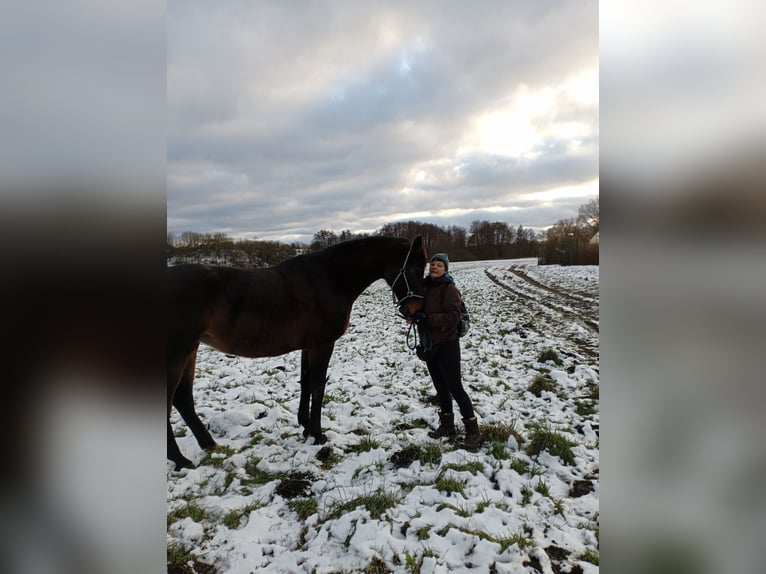 Deutsches Sportpferd Stute 10 Jahre 170 cm Dunkelbrauner in Schildow