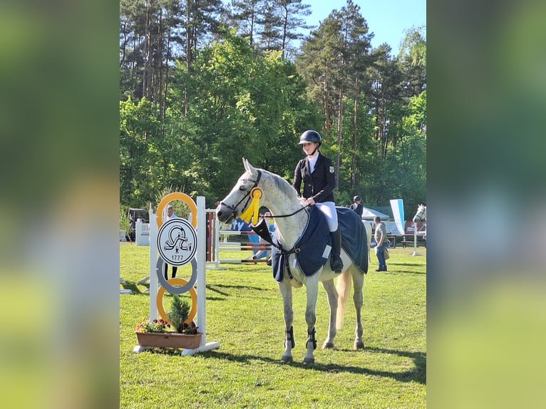 Deutsches Sportpferd Stute 10 Jahre 170 cm Fliegenschimmel in Satuelle