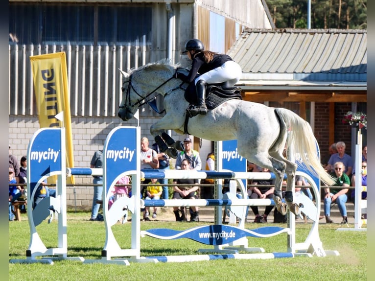 Deutsches Sportpferd Stute 10 Jahre 170 cm Fliegenschimmel in Satuelle