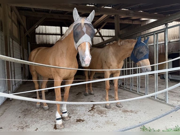 Deutsches Sportpferd Stute 10 Jahre 170 cm Palomino in Neunburg vorm Wald