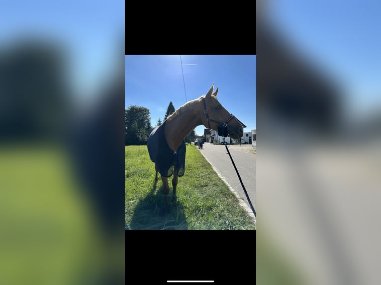 Deutsches Sportpferd Stute 10 Jahre 170 cm Palomino in Neunburg vorm Wald