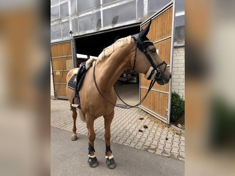 Deutsches Sportpferd Stute 10 Jahre 170 cm Palomino in Neunburg vorm Wald
