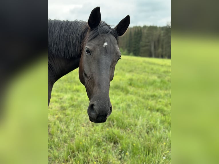 Deutsches Sportpferd Stute 10 Jahre 170 cm Rappe in Hachenburg