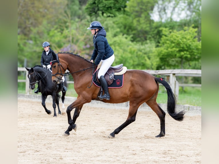 Deutsches Sportpferd Stute 10 Jahre 172 cm Brauner in Weimar