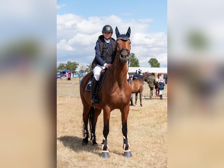 Deutsches Sportpferd Stute 10 Jahre 172 cm Brauner in Weimar