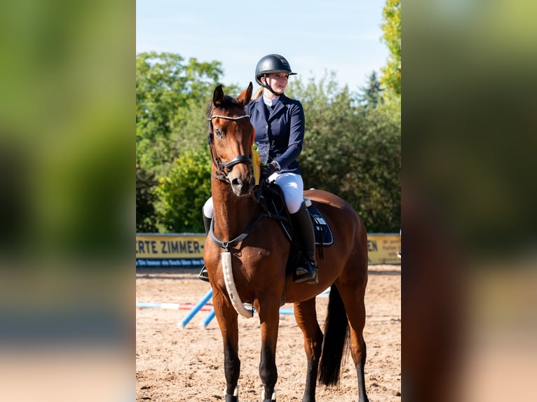 Deutsches Sportpferd Stute 10 Jahre 172 cm Brauner in Weimar
