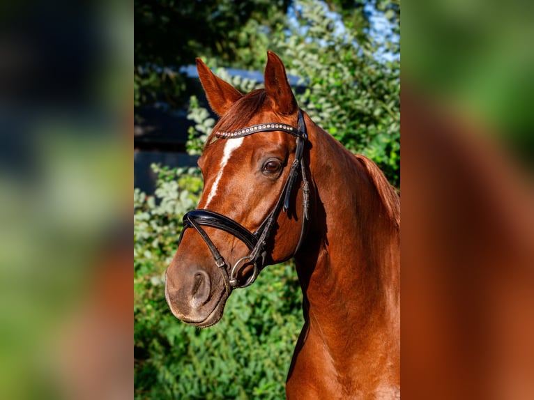 Deutsches Sportpferd Stute 10 Jahre 172 cm Dunkelfuchs in Neritz