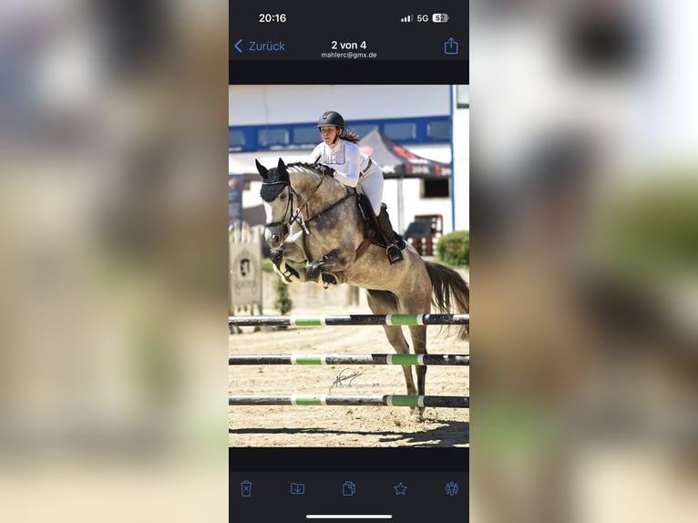 Deutsches Sportpferd Stute 10 Jahre 173 cm Blauschimmel in Nieder-Olm