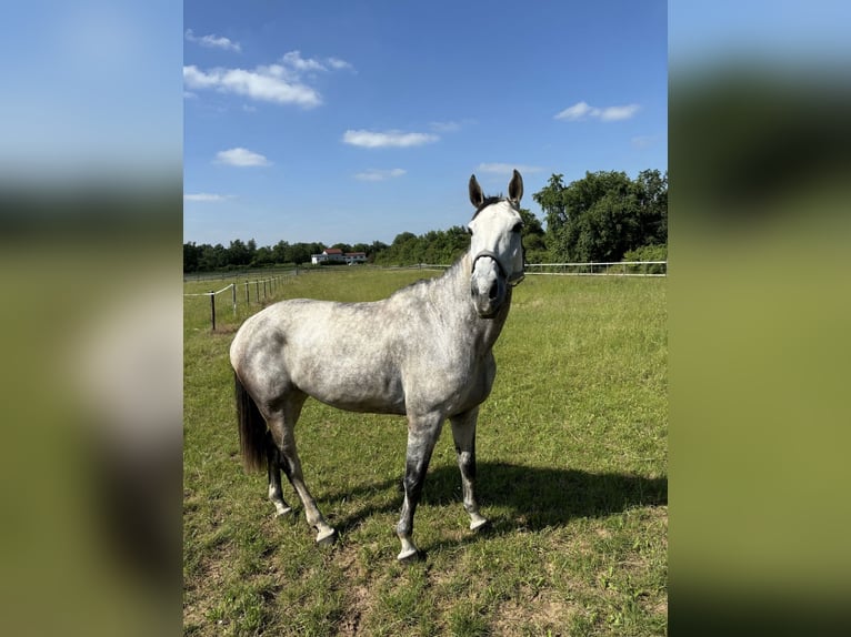 Deutsches Sportpferd Stute 10 Jahre 173 cm Blauschimmel in Nieder-Olm