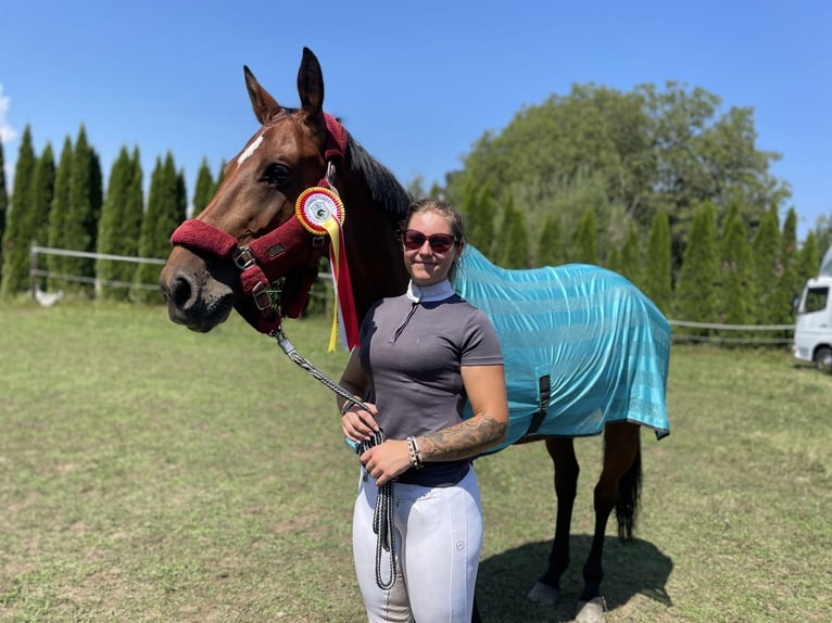 Deutsches Sportpferd Stute 10 Jahre 173 cm Brauner in Steuerberg Feldkirchen