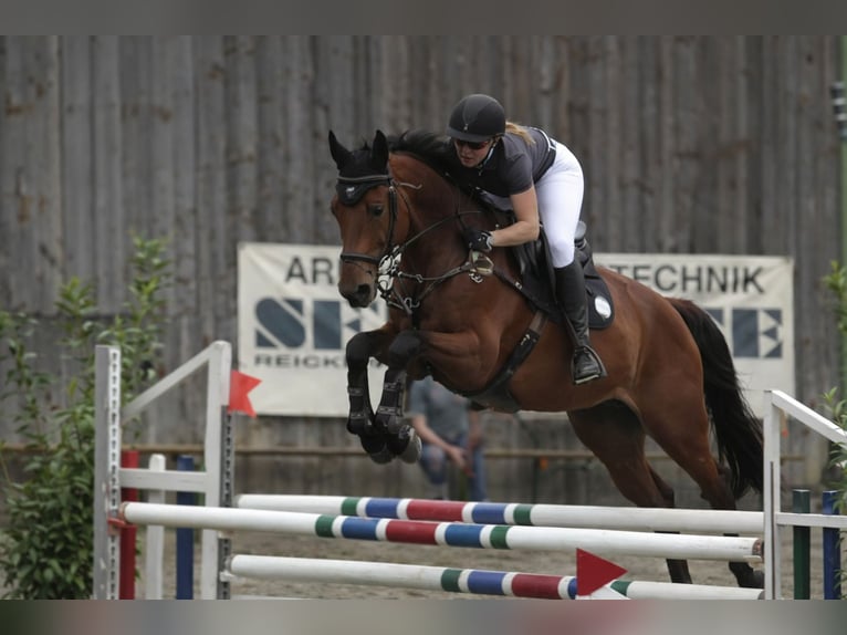 Deutsches Sportpferd Stute 10 Jahre 173 cm Brauner in Steuerberg Feldkirchen