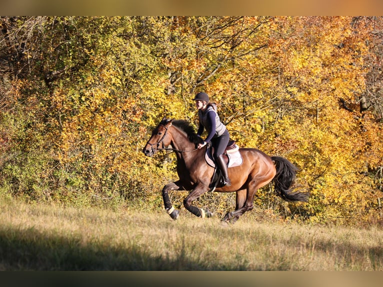 Deutsches Sportpferd Stute 10 Jahre 173 cm Brauner in Rudolstadt