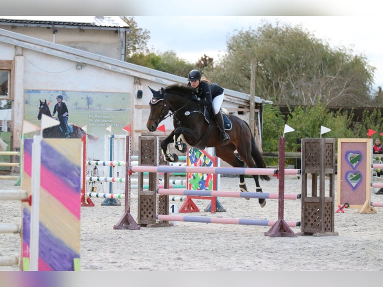 Deutsches Sportpferd Stute 10 Jahre 173 cm Brauner in Rudolstadt