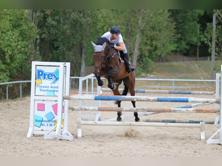 Deutsches Sportpferd Stute 10 Jahre 173 cm Brauner in Rudolstadt