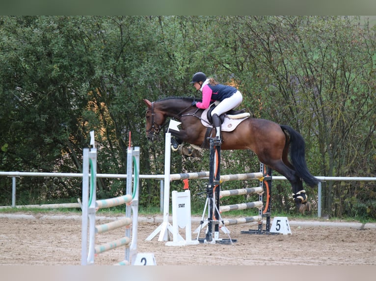 Deutsches Sportpferd Stute 10 Jahre 173 cm Brauner in Rudolstadt