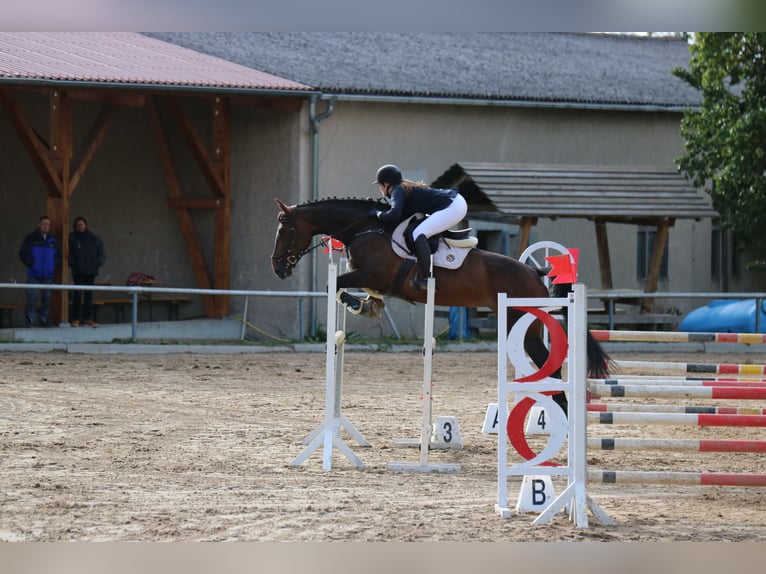 Deutsches Sportpferd Stute 10 Jahre 173 cm Brauner in Rudolstadt