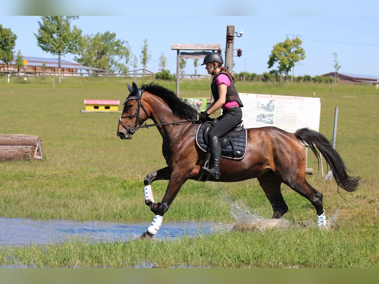Deutsches Sportpferd Stute 10 Jahre 173 cm Brauner in Rudolstadt