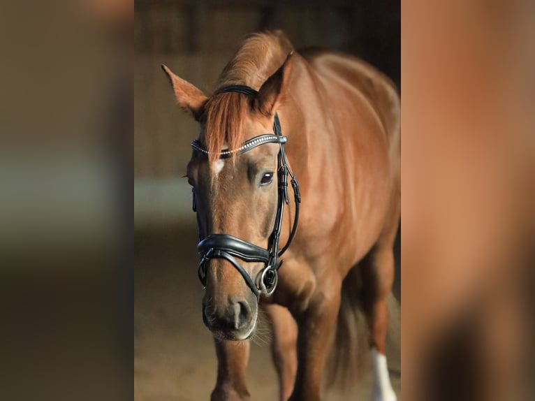 Deutsches Sportpferd Stute 10 Jahre 173 cm Dunkelfuchs in Gumpoldskirchen