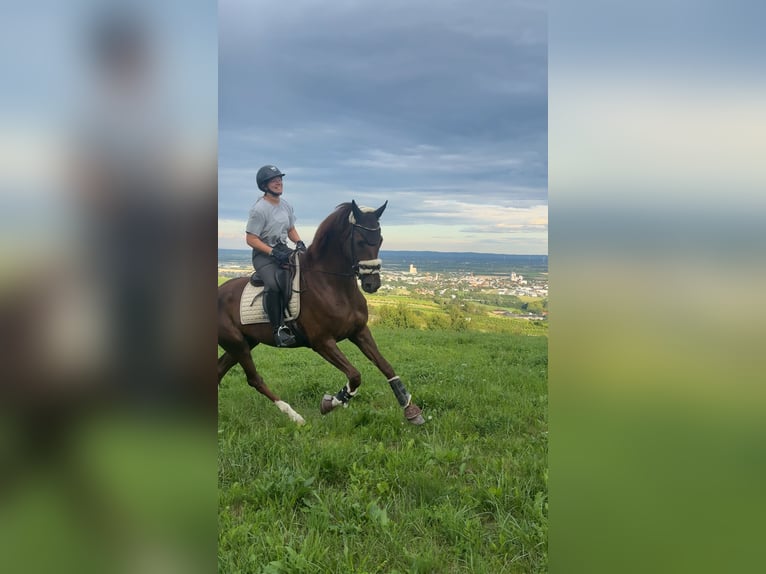 Deutsches Sportpferd Stute 10 Jahre 173 cm Dunkelfuchs in Gumpoldskirchen