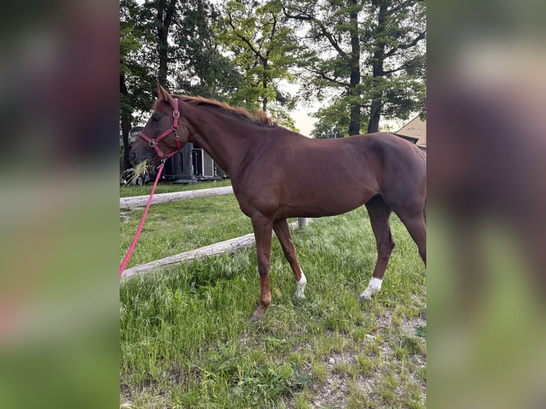 Deutsches Sportpferd Stute 10 Jahre 173 cm Dunkelfuchs in Gumpoldskirchen