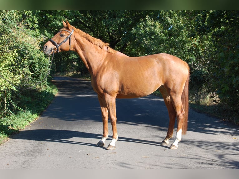Deutsches Sportpferd Stute 10 Jahre 174 cm Fuchs in Potsdam
