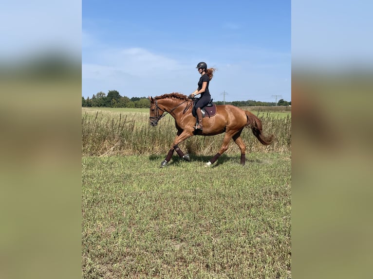 Deutsches Sportpferd Stute 10 Jahre 174 cm Fuchs in Potsdam