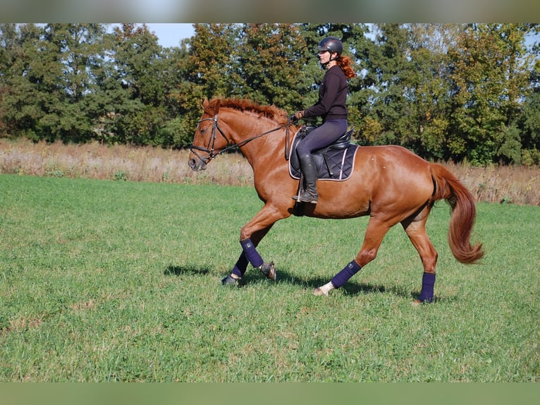 Deutsches Sportpferd Stute 10 Jahre 174 cm Fuchs in Potsdam