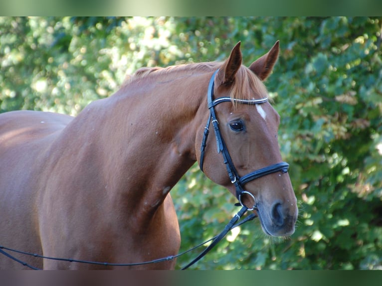 Deutsches Sportpferd Stute 10 Jahre 174 cm Fuchs in Potsdam