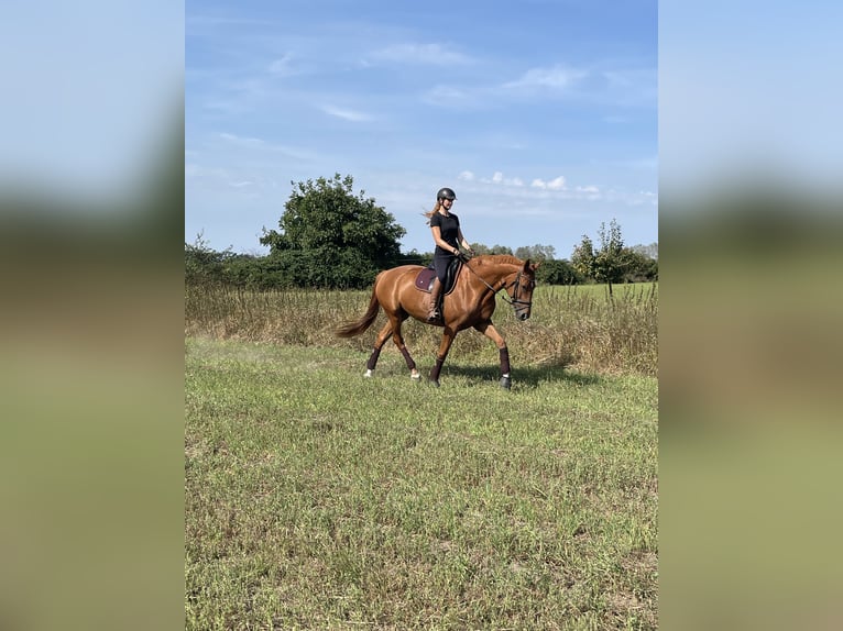 Deutsches Sportpferd Stute 10 Jahre 174 cm Fuchs in Potsdam