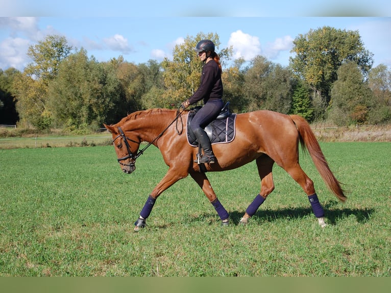 Deutsches Sportpferd Stute 10 Jahre 174 cm Fuchs in Potsdam