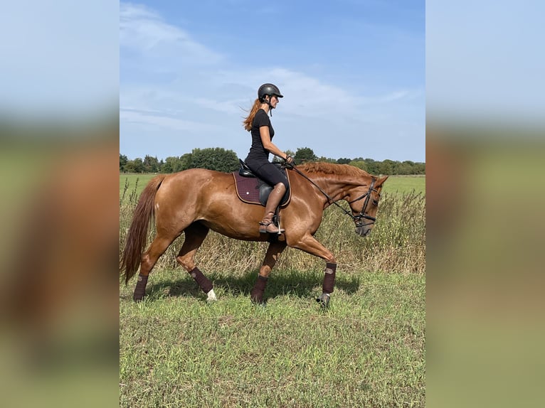 Deutsches Sportpferd Stute 10 Jahre 174 cm Fuchs in Potsdam