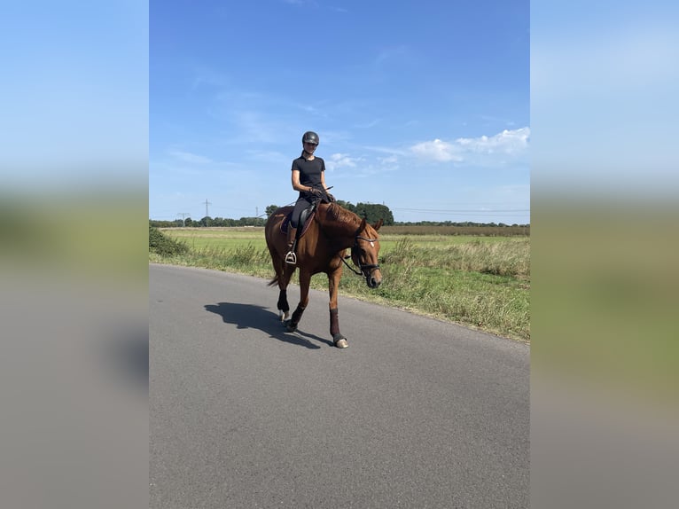 Deutsches Sportpferd Stute 10 Jahre 174 cm Fuchs in Potsdam