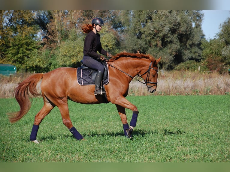 Deutsches Sportpferd Stute 10 Jahre 174 cm Fuchs in Potsdam