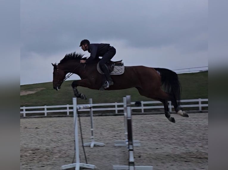 Deutsches Sportpferd Stute 10 Jahre 174 cm Rotbrauner in Stękiny