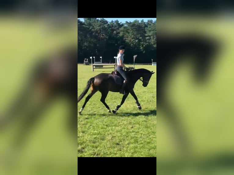 Deutsches Sportpferd Stute 10 Jahre 174 cm Schwarzbrauner in Frauenstein