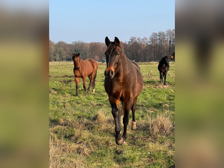 Deutsches Sportpferd Stute 10 Jahre 174 cm Schwarzbrauner in Frauenstein