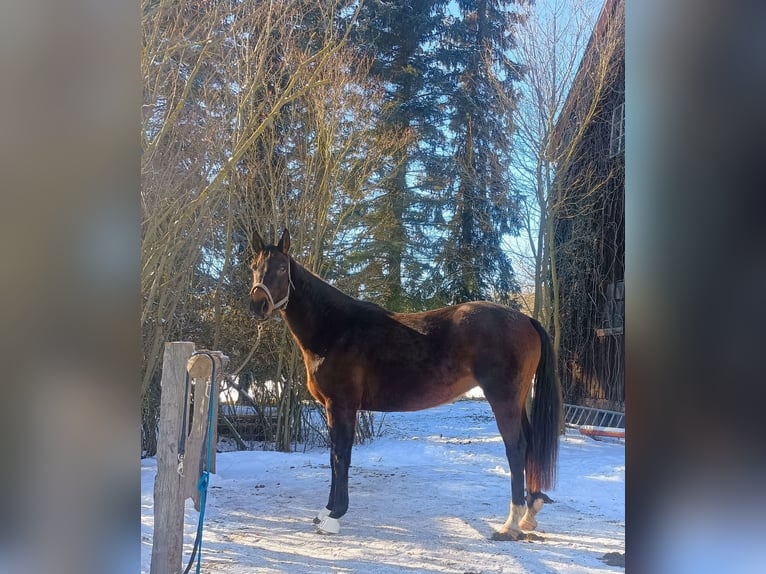 Deutsches Sportpferd Stute 10 Jahre 174 cm Schwarzbrauner in Frauenstein