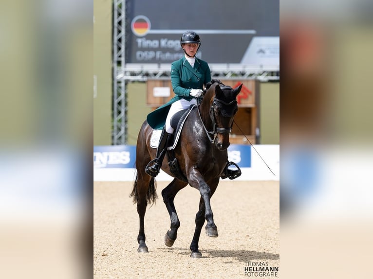 Deutsches Sportpferd Stute 10 Jahre 175 cm Dunkelbrauner in Görlitz