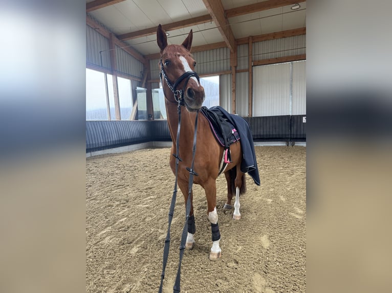 Deutsches Sportpferd Stute 10 Jahre 175 cm Fuchs in Kirchberg