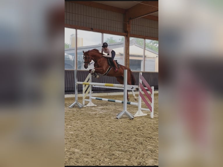 Deutsches Sportpferd Stute 10 Jahre 175 cm Fuchs in Kirchberg