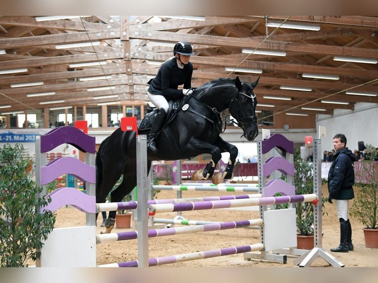 Deutsches Sportpferd Stute 10 Jahre 177 cm Rappe in Seeshaupt