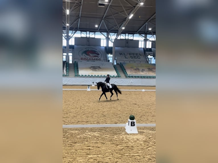 Deutsches Sportpferd Stute 10 Jahre 177 cm Rappe in Seeshaupt