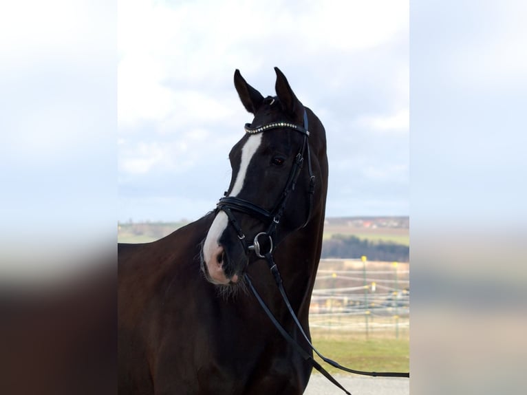 Deutsches Sportpferd Stute 10 Jahre 177 cm Rappe in Bad Wörishofen