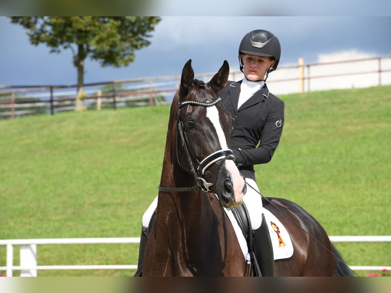 Deutsches Sportpferd Stute 10 Jahre 177 cm Rappe in Bad Wörishofen