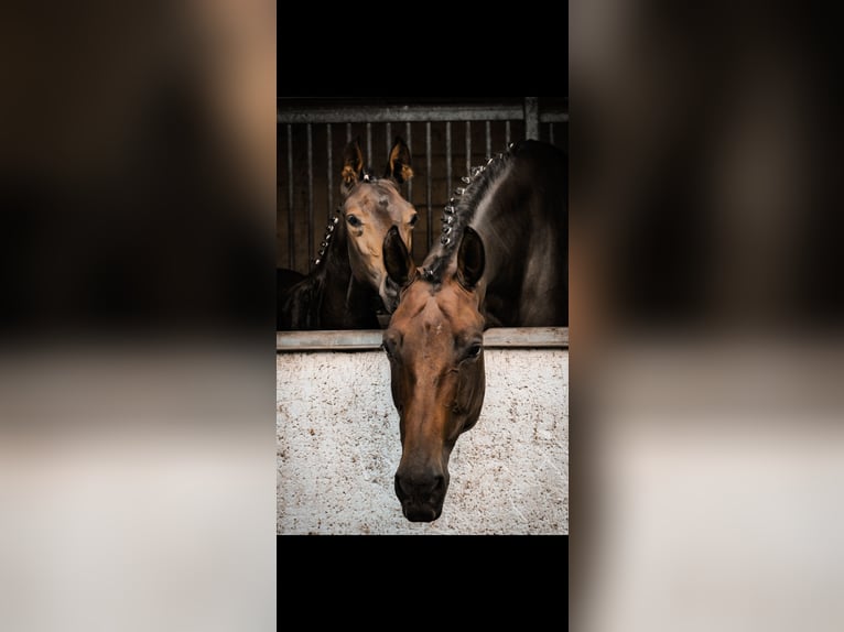 Deutsches Sportpferd Stute 10 Jahre 180 cm Brauner in BlumbergPassow