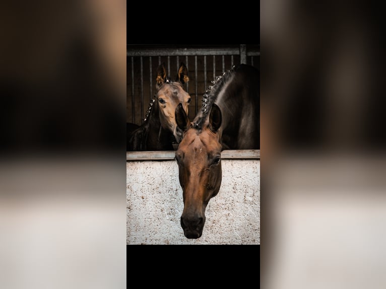 Deutsches Sportpferd Stute 10 Jahre 180 cm in BlumbergPassow