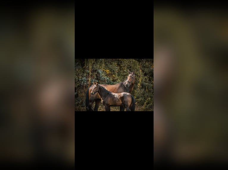 Deutsches Sportpferd Stute 10 Jahre 180 cm in BlumbergPassow