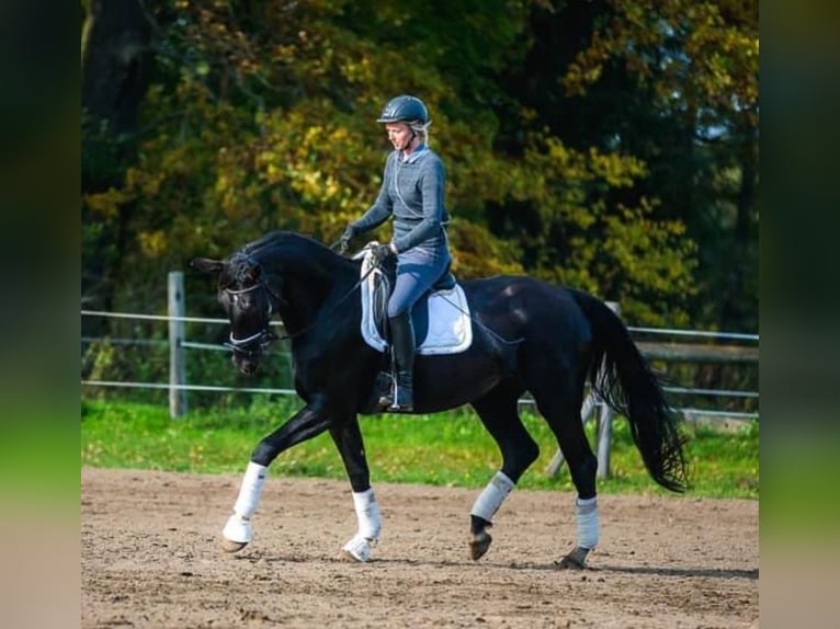 Deutsches Sportpferd Stute 10 Jahre 183 cm Rappe in Schönwalde-Glien