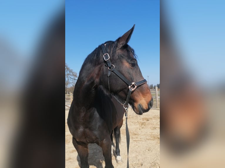 Deutsches Sportpferd Stute 10 Jahre Dunkelbrauner in Weil