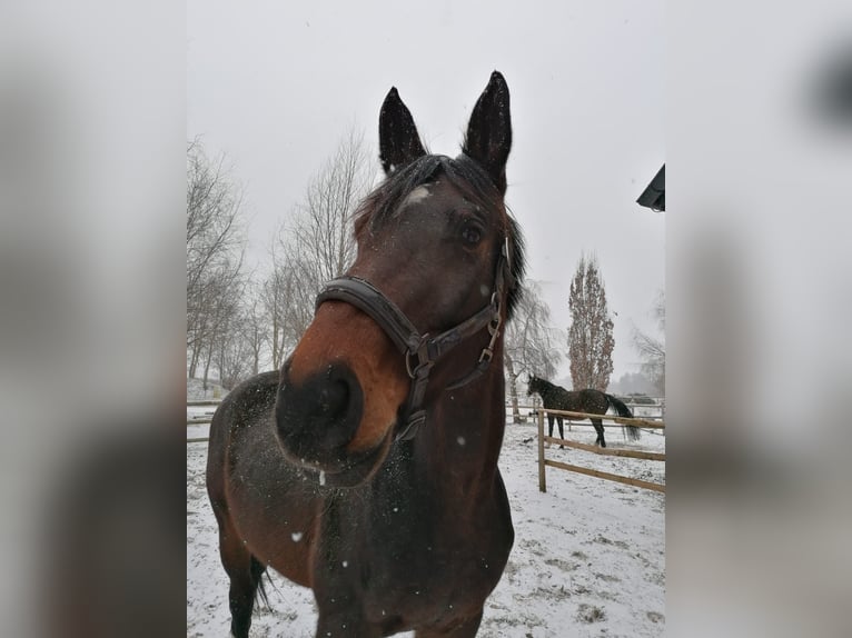 Deutsches Sportpferd Stute 10 Jahre Dunkelbrauner in Weil